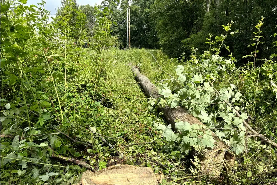 tree services provider jonesborough tn tree services provider jonesborough tn
