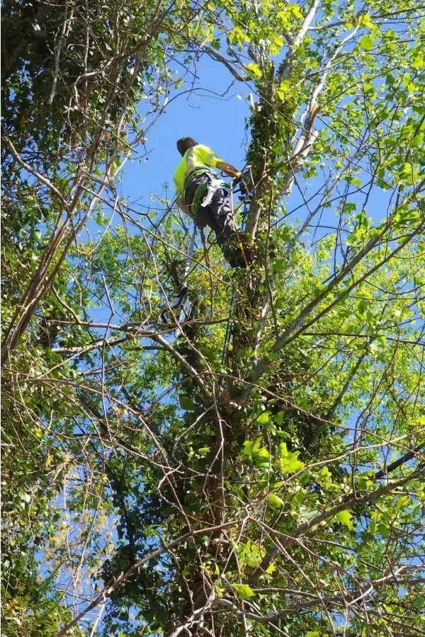 tree services provider bristol tn