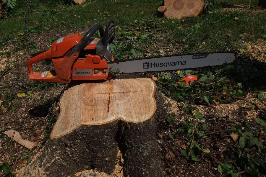 tree removal experts kingsport tn tree removal experts kingsport tn