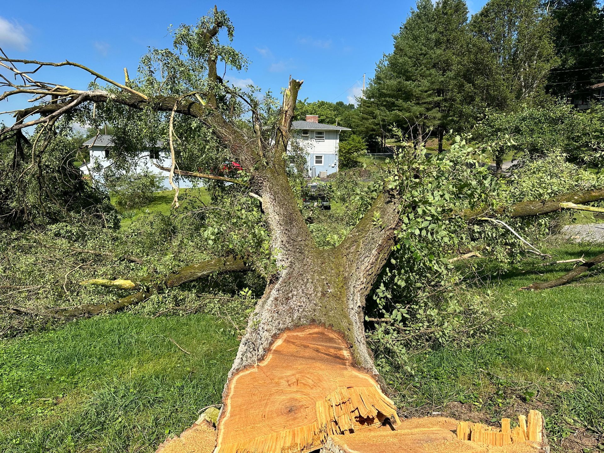 tree risk assessment kingsport tn tree risk assessment kingsport tn