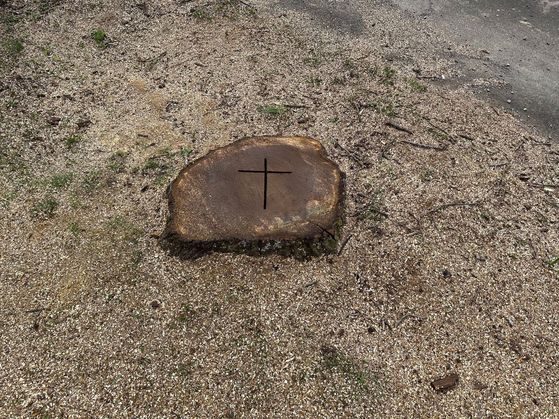 stump removal kingsport tn stump removal kingsport tn