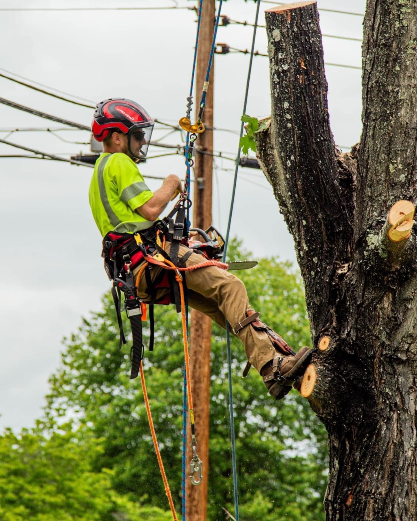 tree trimming kingsport tn tree trimming kingsport tn