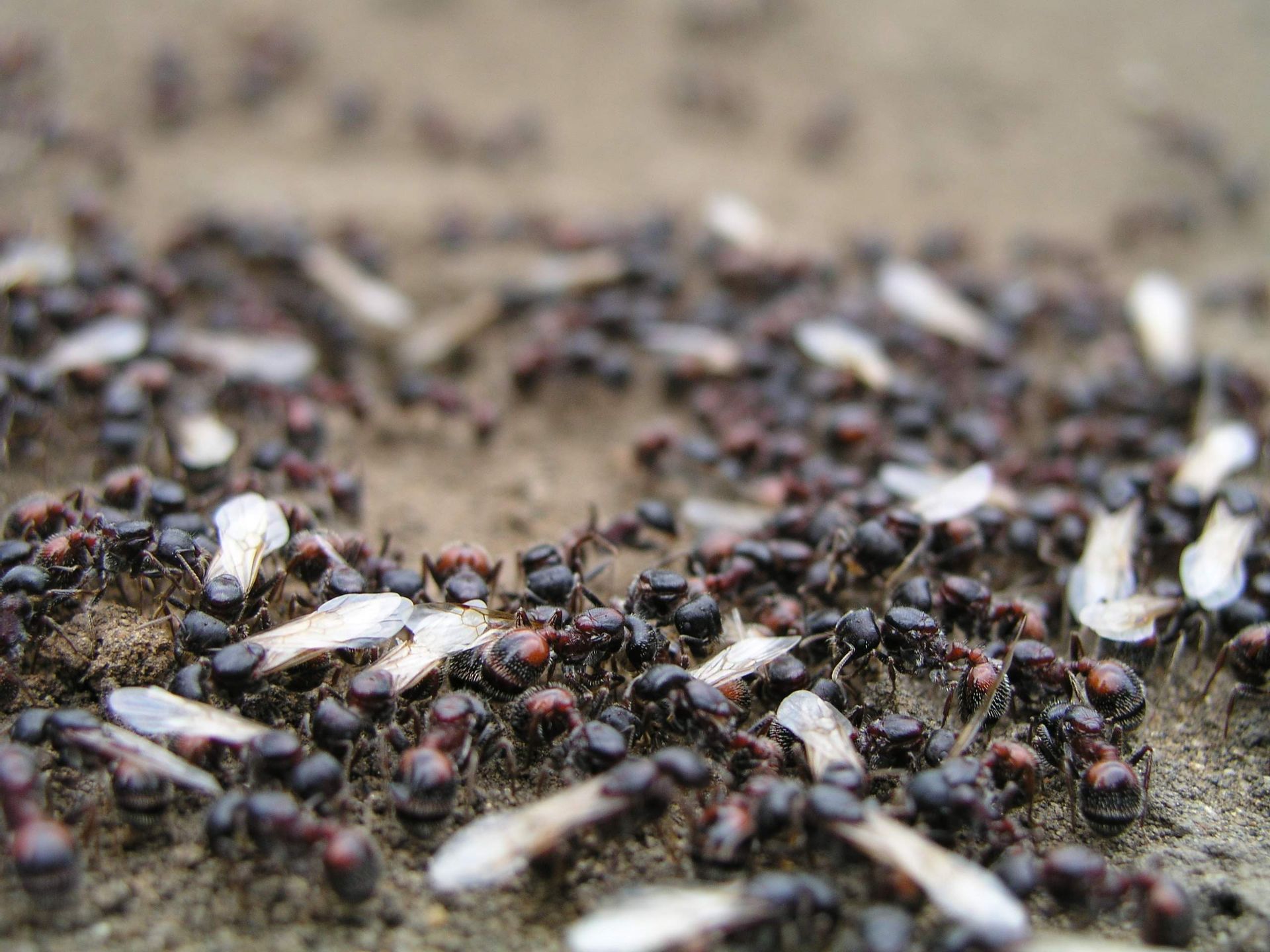 A man wearing a gas mask is holding a mouse in a cage.