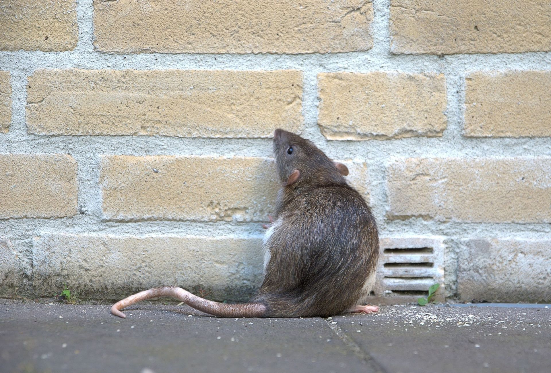 A man wearing a gas mask is holding a mouse in a cage.