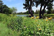 A river surrounded by trees and grass with yellow flowers in the foreground.