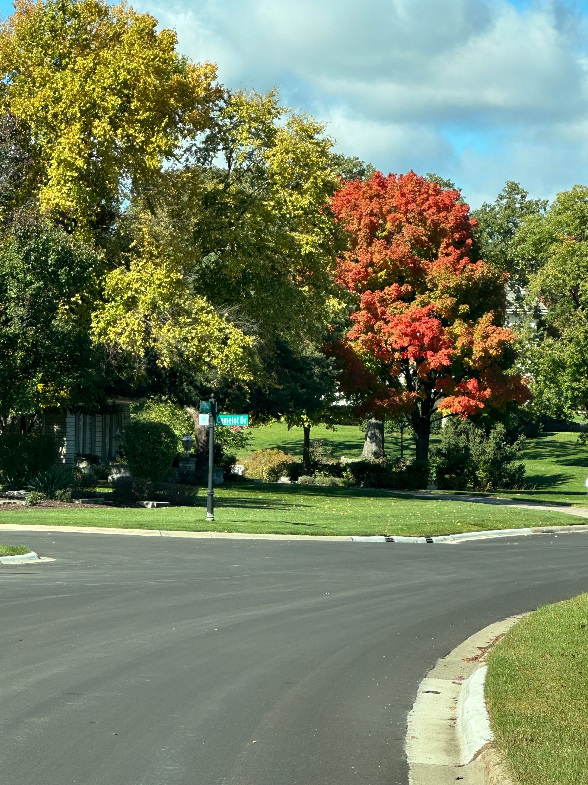 A tree with red leaves is in the middle of a street.