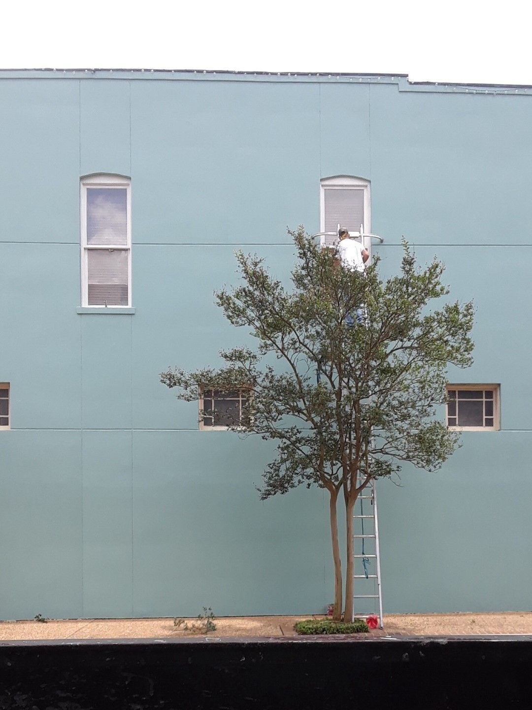 A man is painting the side of a building with a tree in front of it.