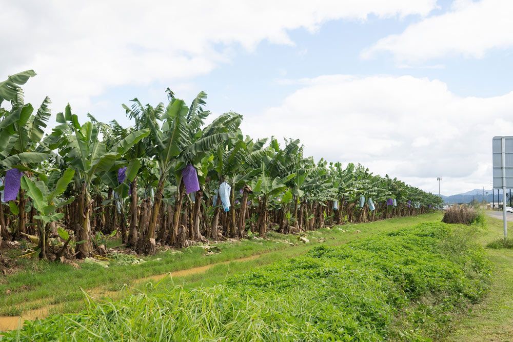 A Row of Banana Trees in A Field Next to A Road — Creative Events Innisfail in Innisfail, QLD