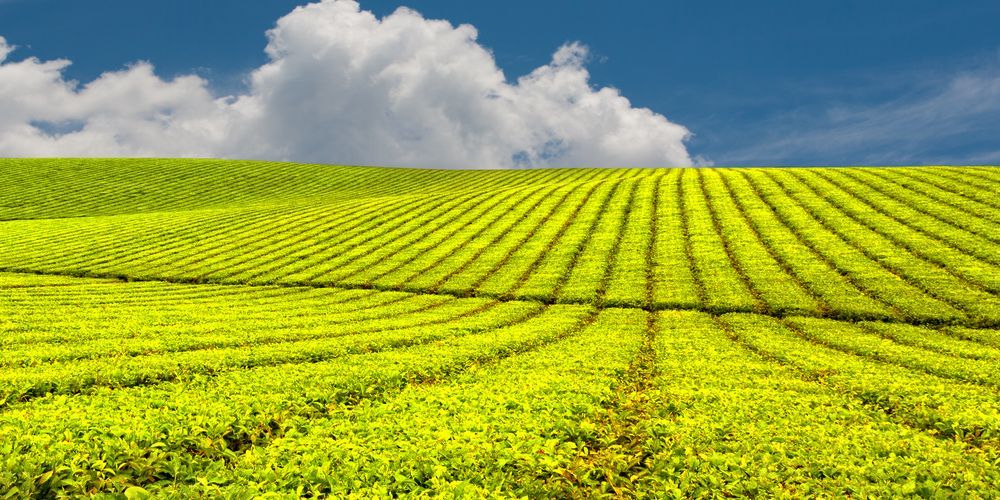 A Field of Green Plants with A Blue Sky in The Background — Creative Events Innisfail in Innisfail, QLD