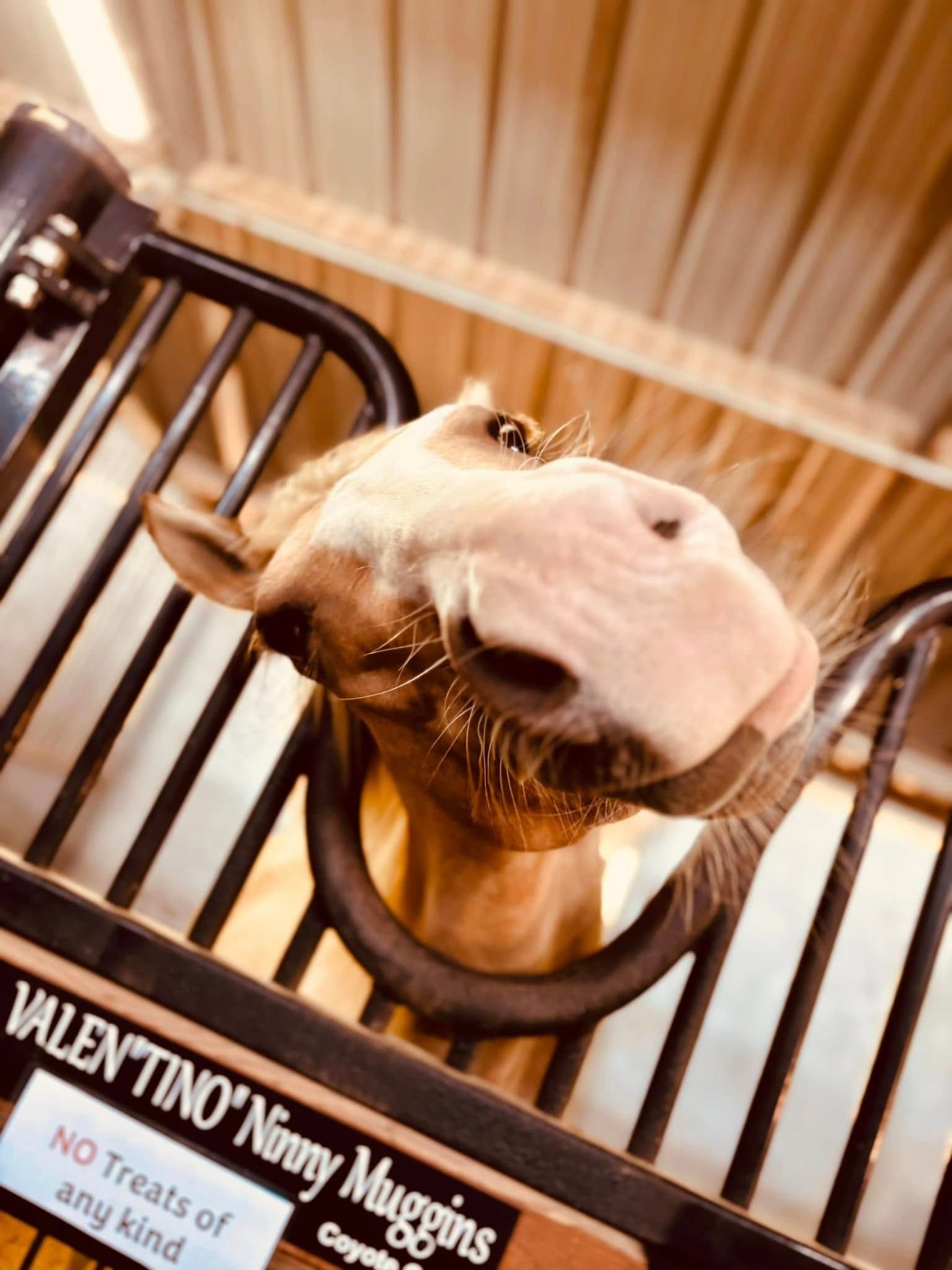 A horse with a curious expression leans its head through a stall gate labeled 