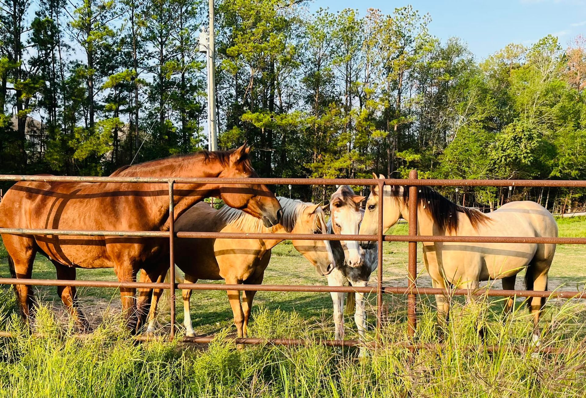 Three horses graze in a grassy, fenced pasture lined with trees on a sunny day.