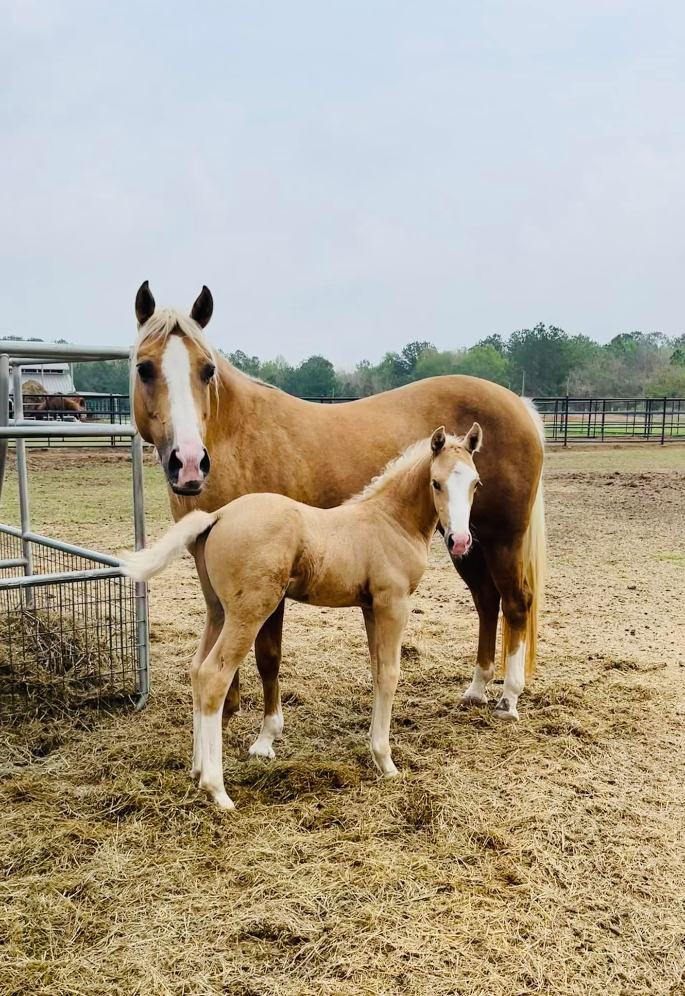 A palomino mare and her young foal stand together in a fenced outdoor dirt paddock.