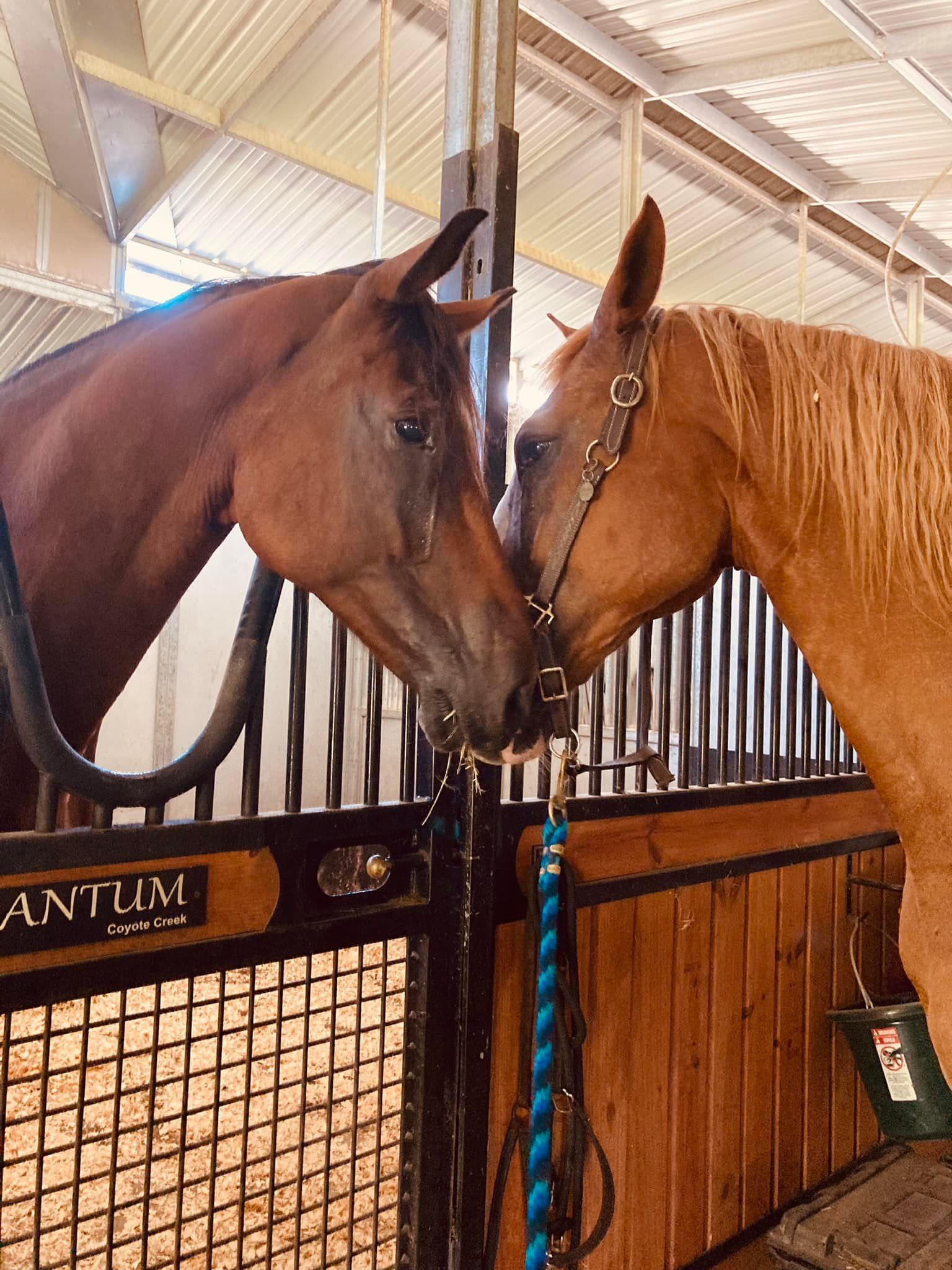 Two horses nuzzling each other over a wooden stall door in a stable.