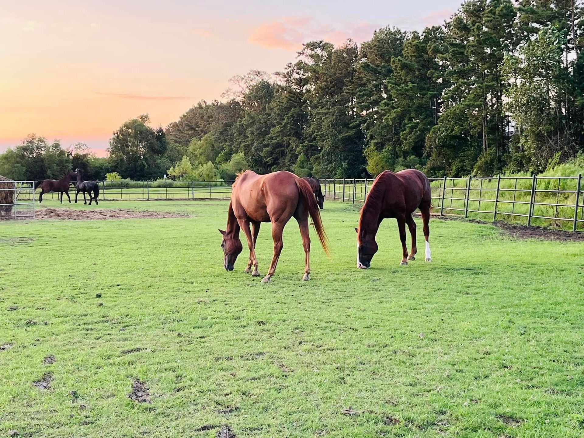 Four horses graze in a lush green pasture at sunset, with a line of trees in the background.