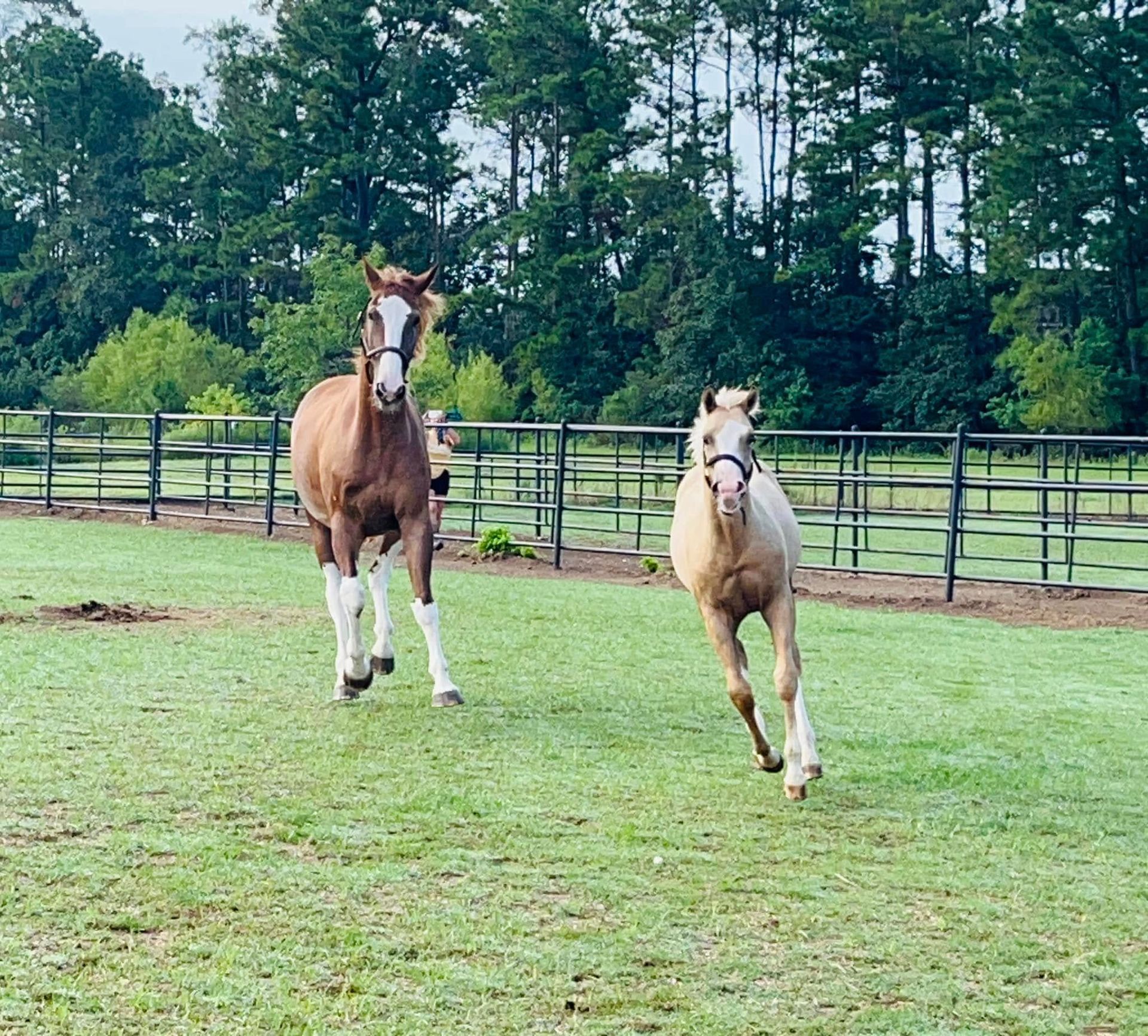 A brown horse with a white blaze and a smaller, lighter-colored horse running together in a fenced grassy field.