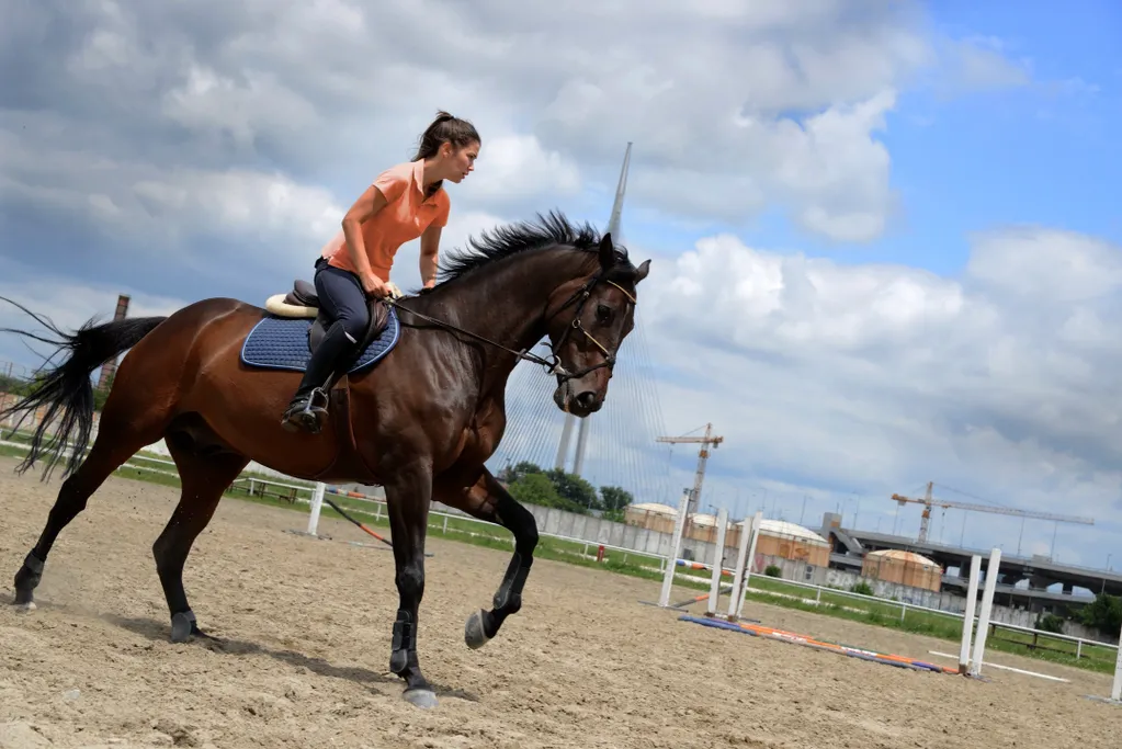 A person in an orange shirt rides a brown horse in an outdoor arena with jump obstacles in the background.