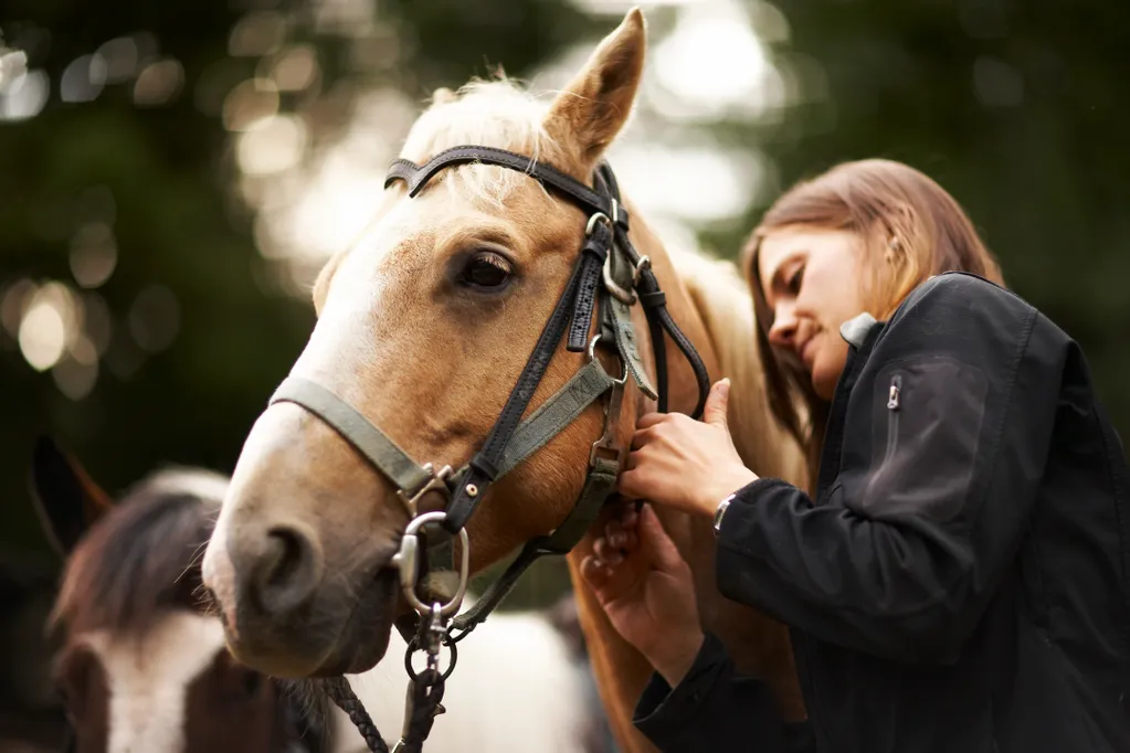 A person in a black jacket adjusts the leather bridle on a light brown horse outdoors.