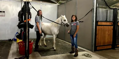 Two people stand in a barn aisle with a white pony tethered between them, preparing it for riding.