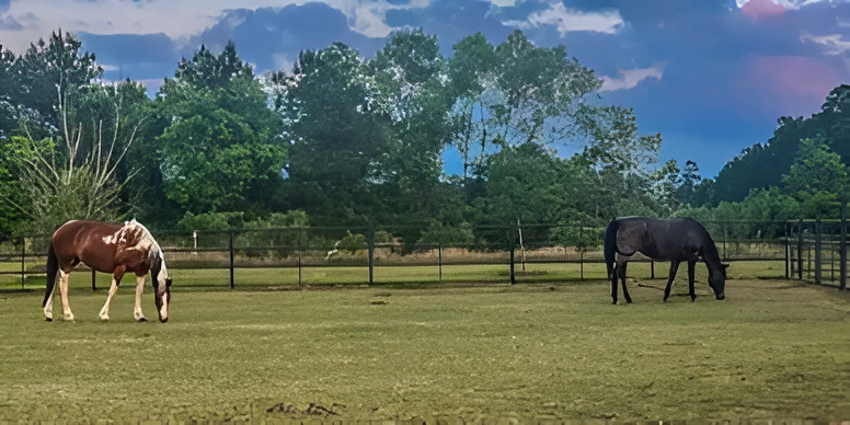 A brown and white pinto horse and a black horse graze in a grassy pasture with trees in the background under a cloudy sky.