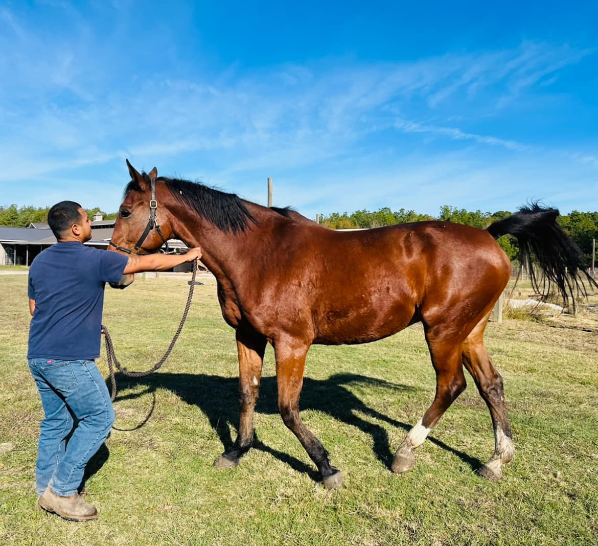 A person in a blue t-shirt and jeans leads a brown horse with a black mane across a grassy field under a sunny sky.