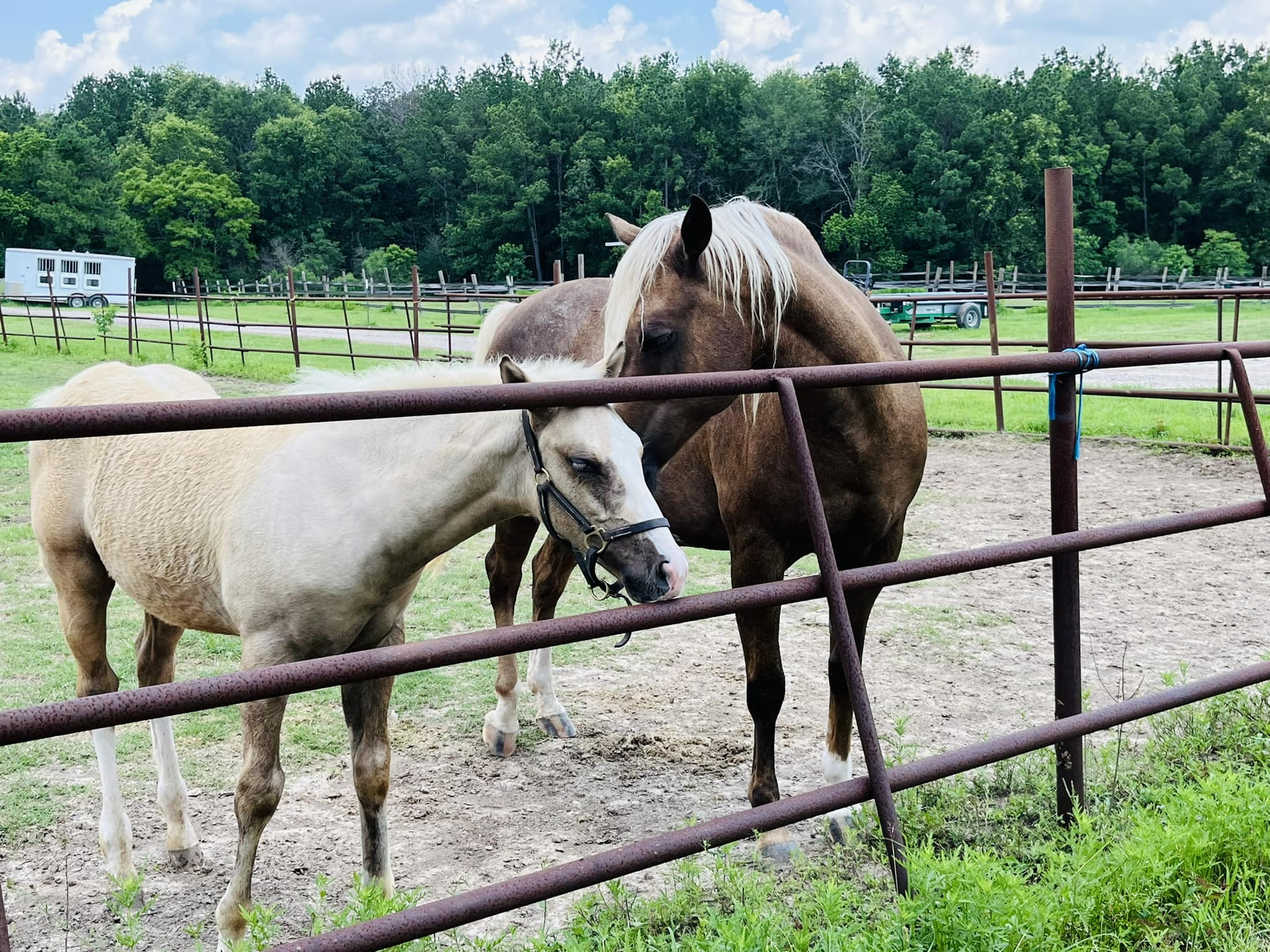 A light-colored pony and a darker brown horse stand together inside a fenced-in grassy paddock.