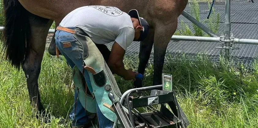A farrier wearing protective chaps tends to a horse’s hoof in a grassy outdoor area near a chain-link fence.