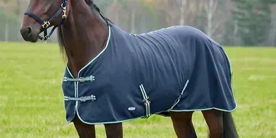 A dark horse standing in a grassy field, wearing a navy blue horse blanket with light blue piping.