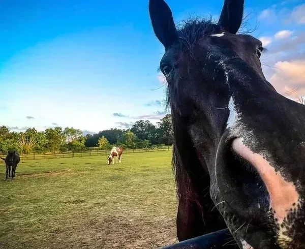 A close-up of a dark brown horse face, with a white blaze, reaching toward the camera in a sunny, grassy field.