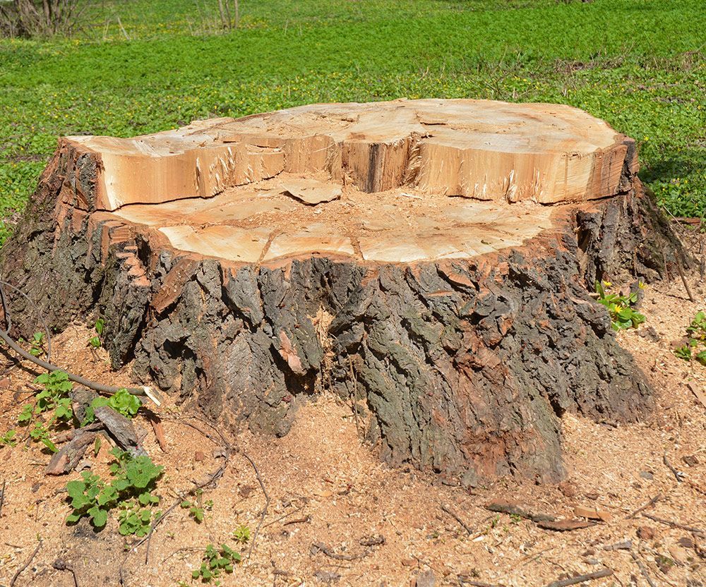 Tree Stump