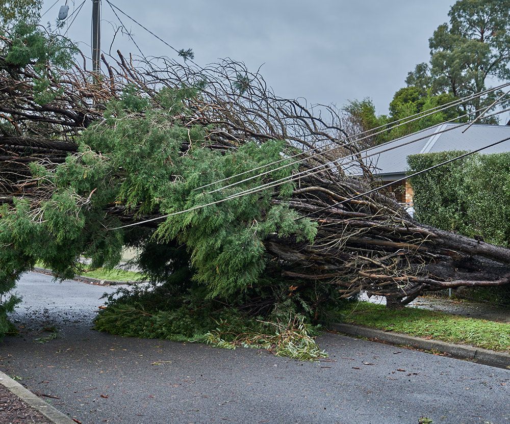 Fallen Trees On Road