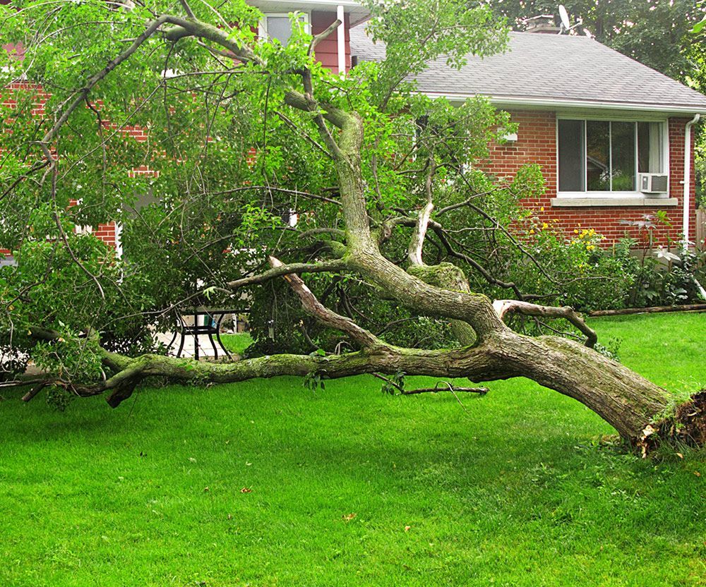 Fallen Trees