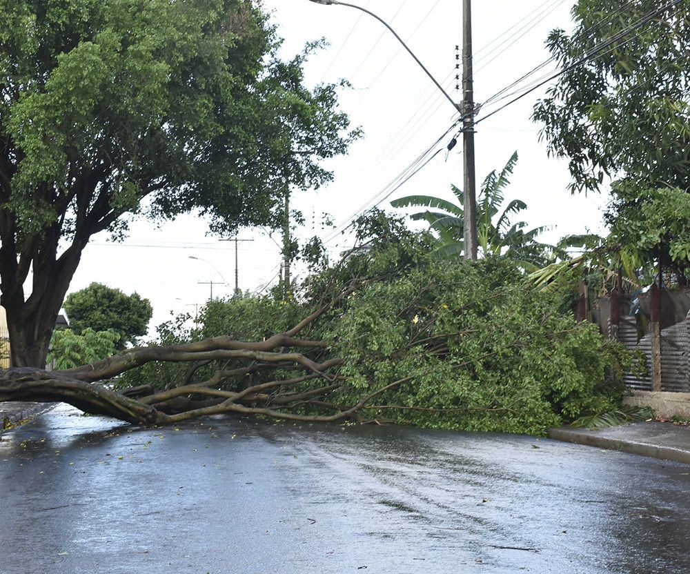 Fallen Trees On Road