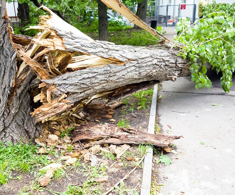 Fallen Trees Near Sidewalk