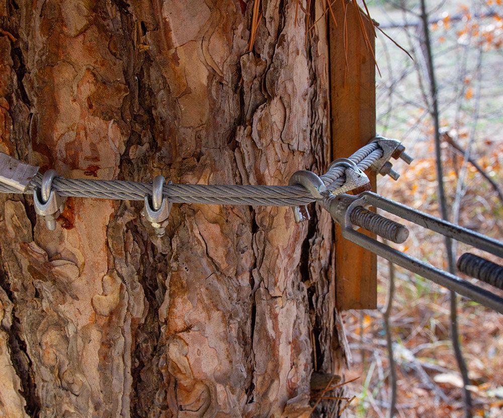 Metal Cable On Trees