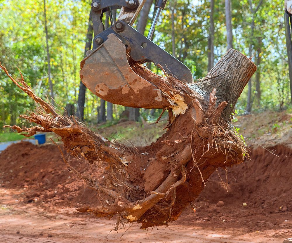 Excavating Tree Stump