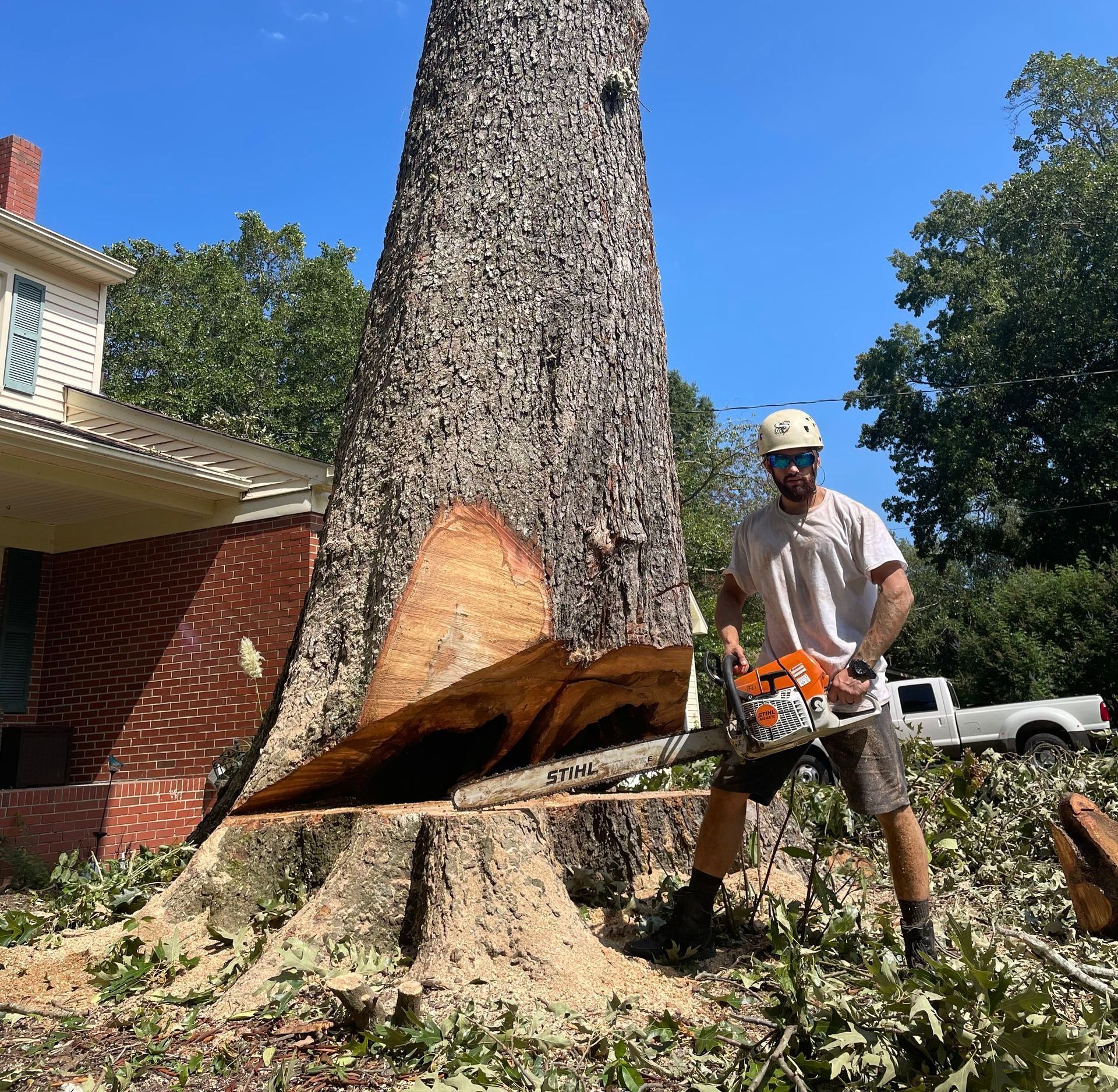 A man is cutting down a large tree with a chainsaw.