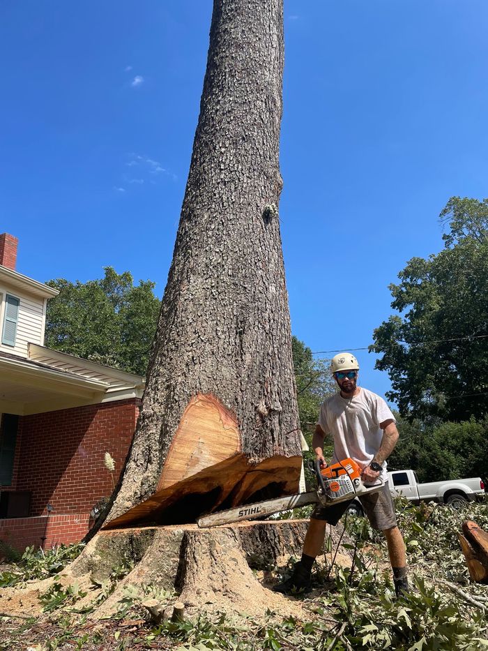 A man is cutting down a large tree with a chainsaw.