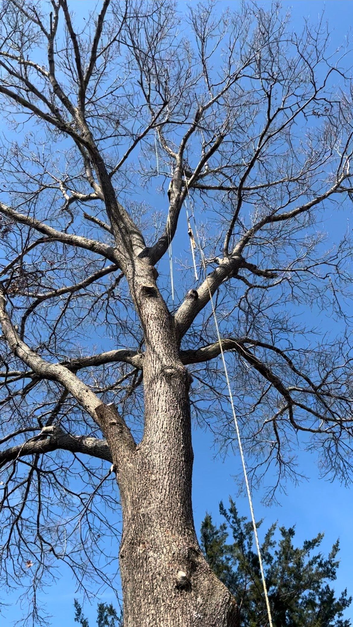 Tree Pruning