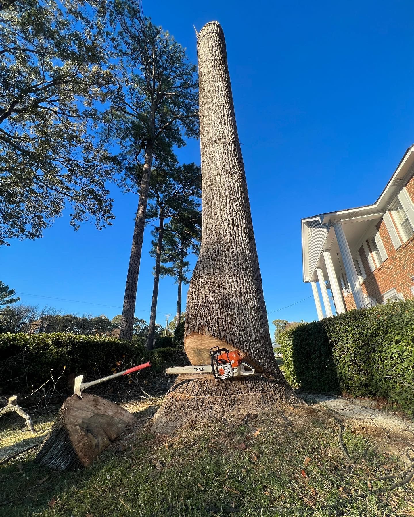 Man Cutting Down The Tree