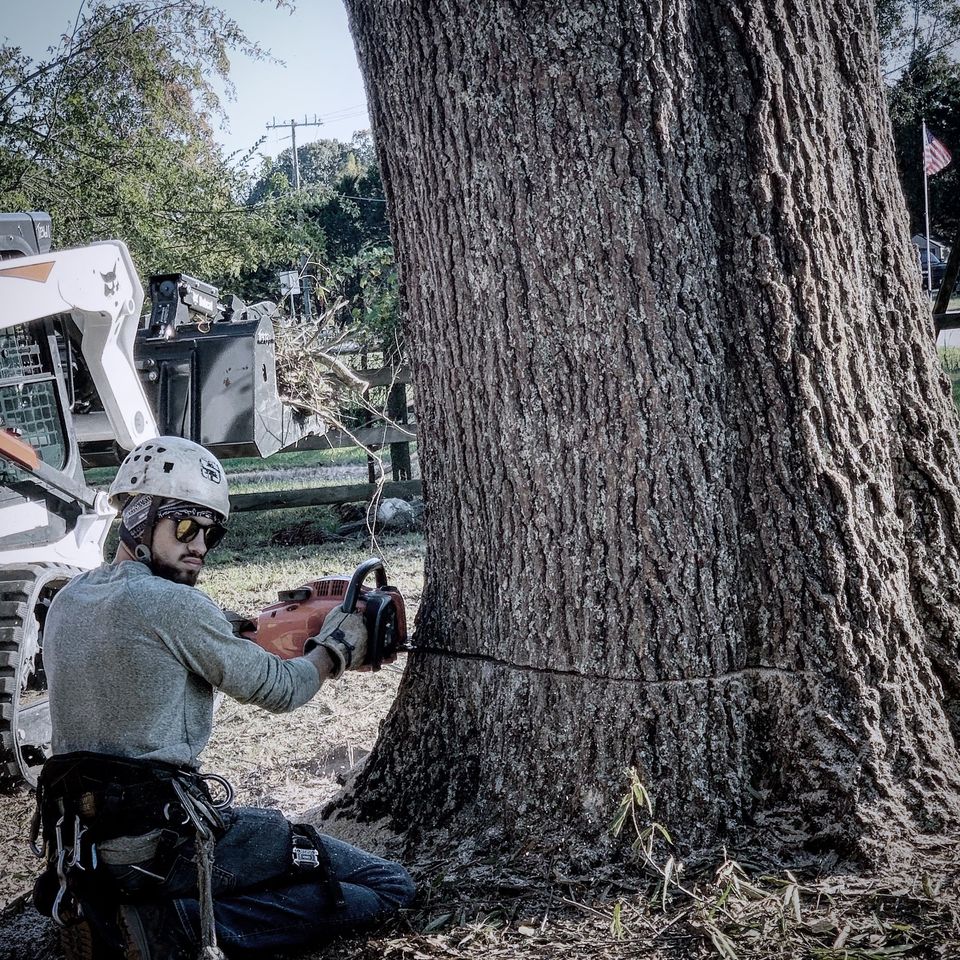 A man is cutting a tree with a chainsaw.