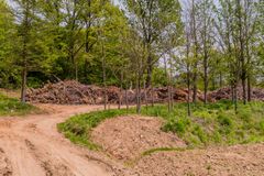 A dirt road going through a forest with a pile of logs in the background.