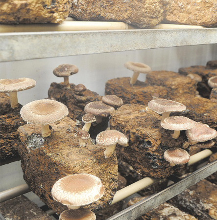 Cogumelos em Dourados MS