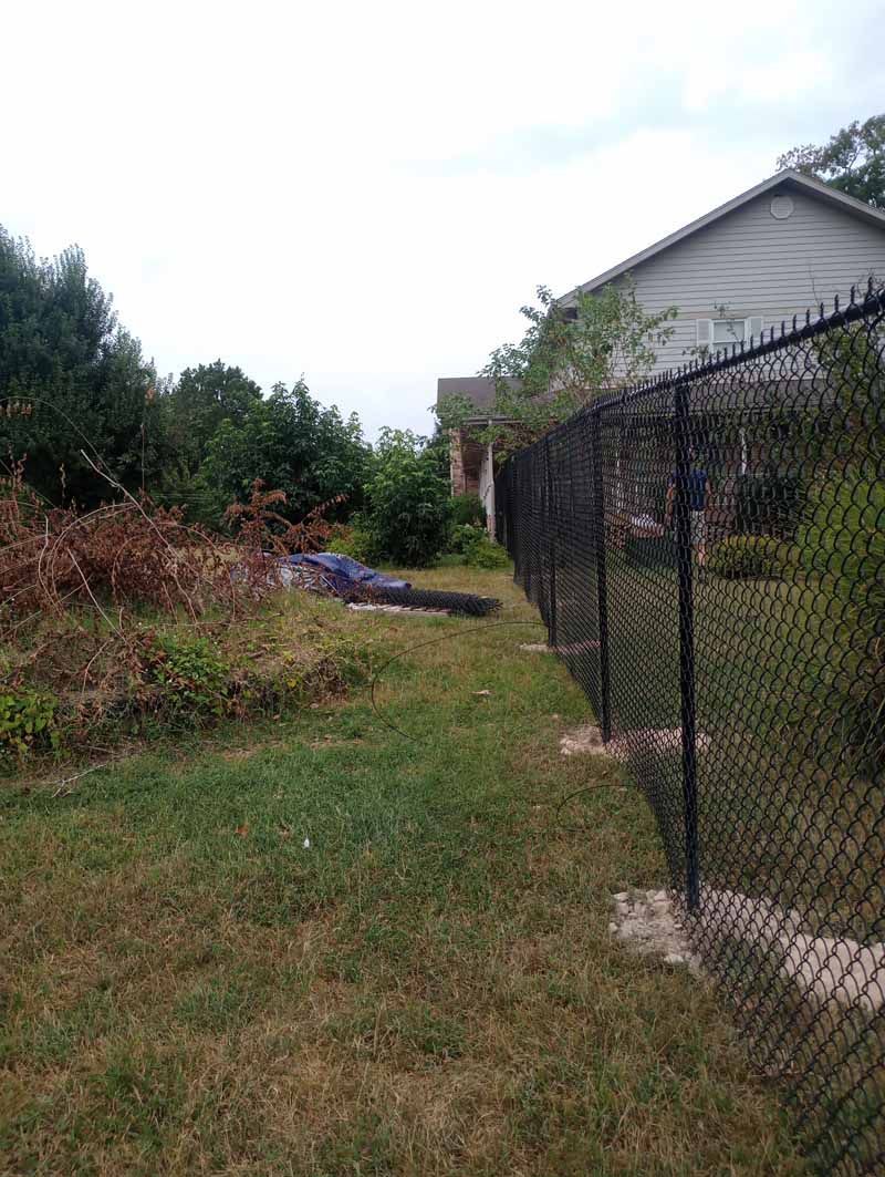 Chain link fence along a grassy yard, house in the background. Overgrown vegetation visible.