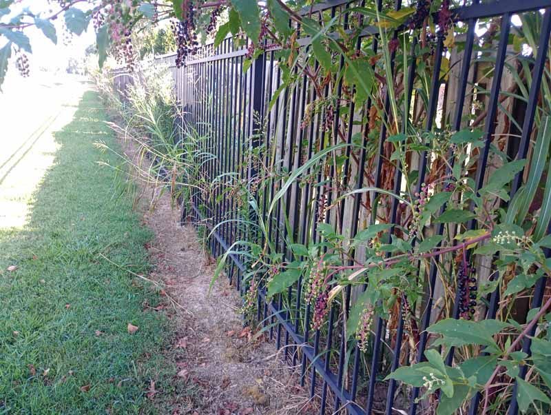 Metal fence with overgrown weeds along a sidewalk.