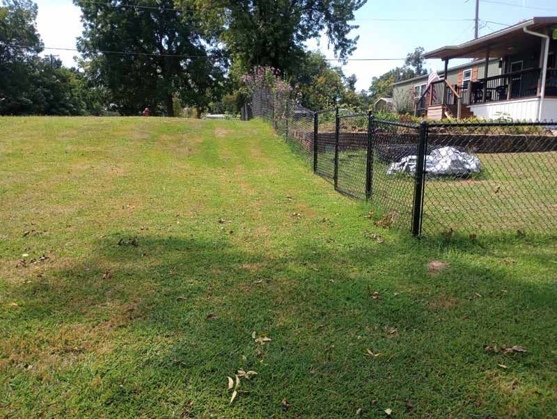 Grassy yard with chain-link fence. Trees in the background, a house visible behind the fence on the right.