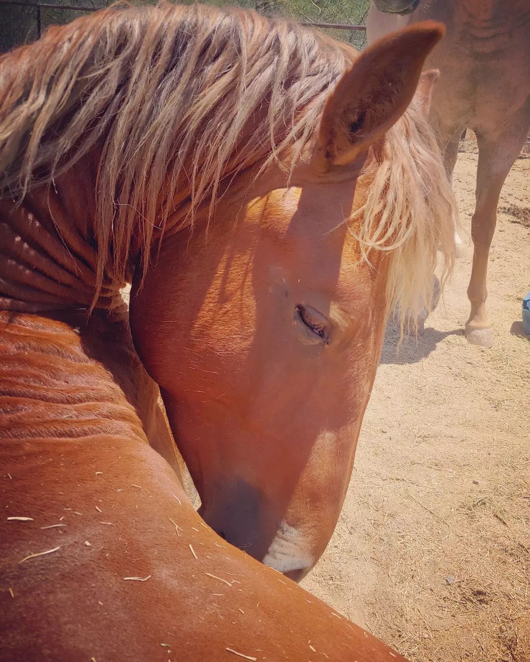 Manu Fortis Blue Nile