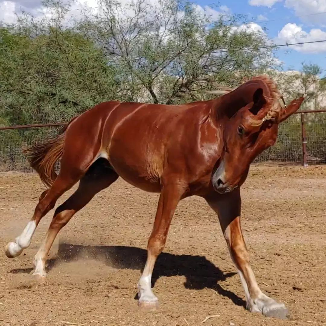 Manu Fortis Blue Nile