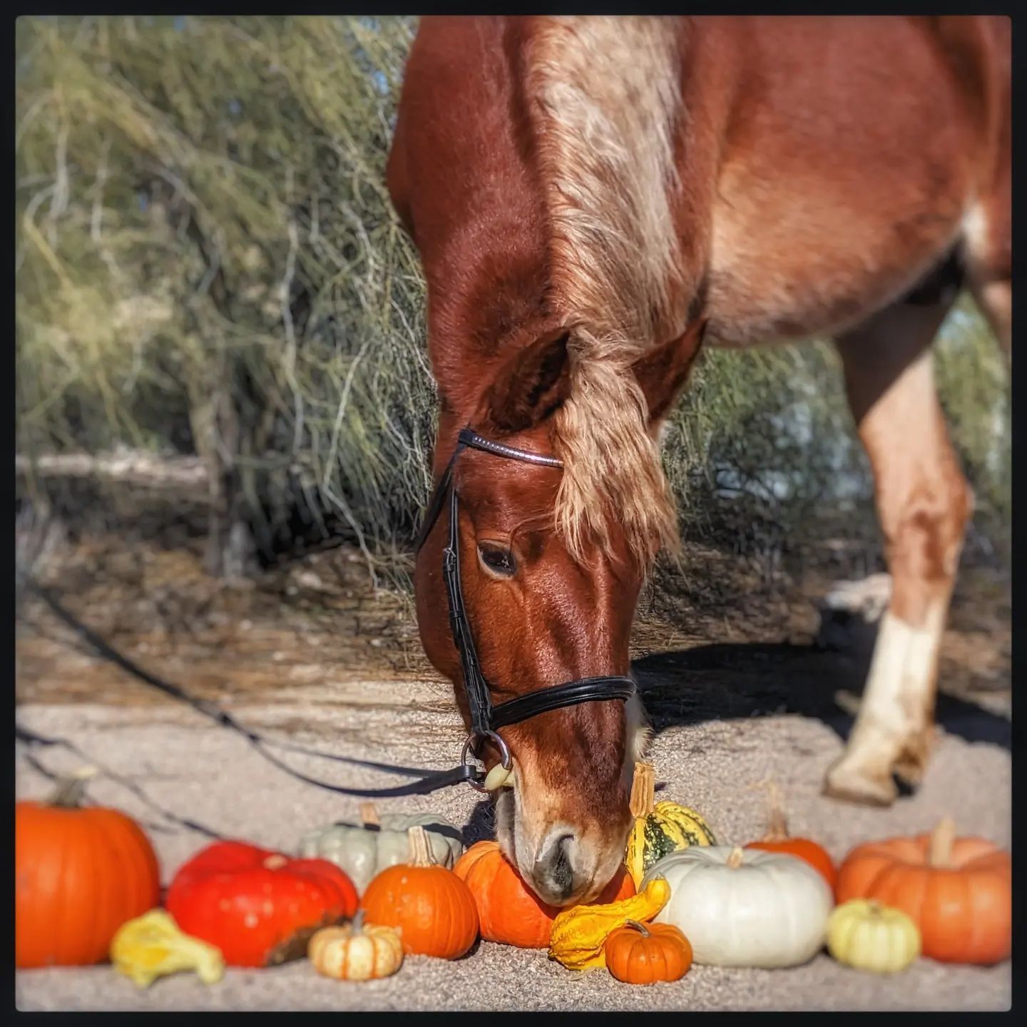 Manu Fortis Blue Nile