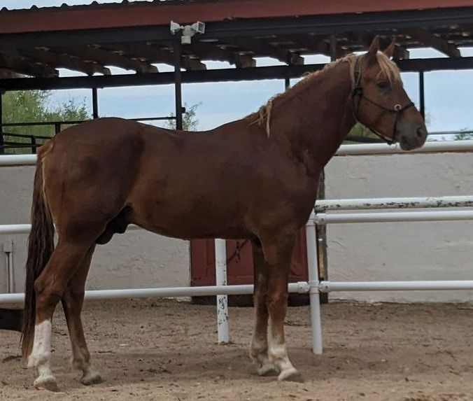 Manu Fortis Blue Nile