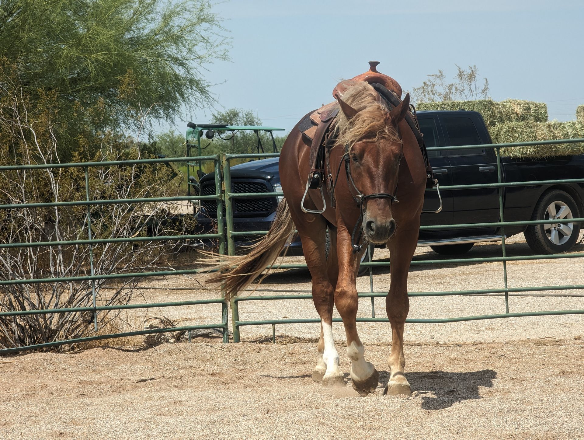 Manu Fortis Blue Nile